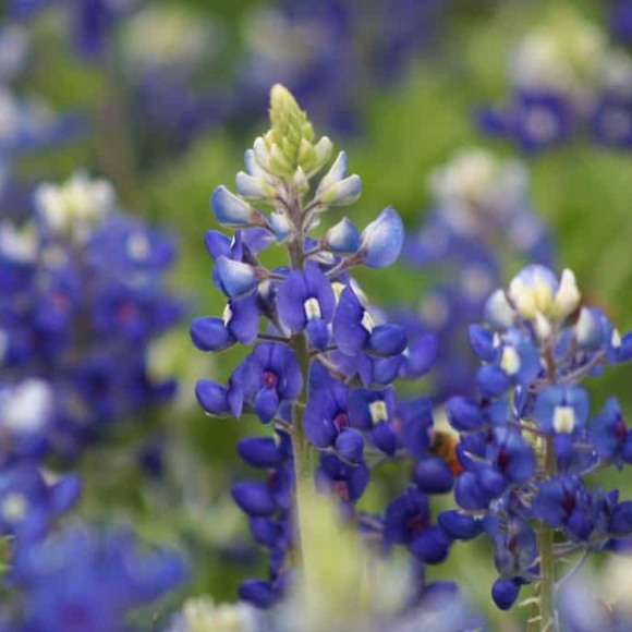 Meet your Posher, Hattie B - Picture 1 of 1